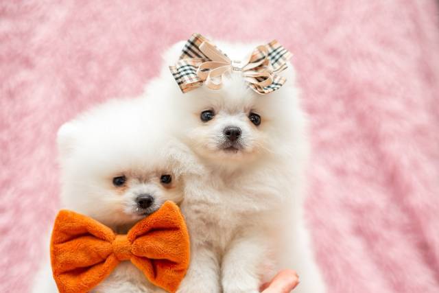 Adorable Pomeranian puppies, very tiny, 3 boys and 1 girl (reddish color), first shots and worming,  - Picture