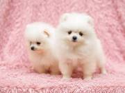 Well Socialized Pomeranian Puppies