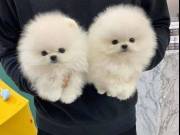 Male & Female Pomeranian
