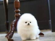 Beautiful Pure Breed AKC Imperial Pomeranian