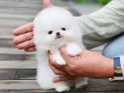 Pomeranian Female Puppy