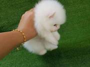 Pomeranian Puppies for Sale in Manassas