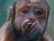  CHARLY-BLACK-FACED CAPUCHIN Baby