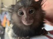 Adorable Male Pygmy Marmoset