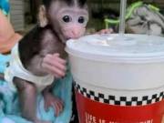  Clarence – Macaque Baby Male