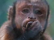 CHARLY BLACK FACED CAPUCHIN Baby