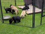 12 week old male Labrador Retriever pup