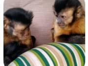 Java Macaque Monkeys For Sale