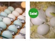 Buy Fertile Parrot and Ostrich Eggs.
