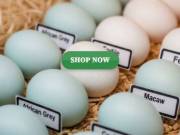  Buy Fertile Parrot and Ostrich Eggs.