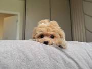 Maltipoo Puppies Ready For Adoption
