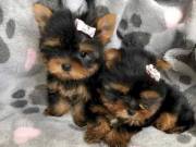 Adorable Yorkshire Terrier Puppies Ready for Loving Homes