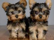 Cute Yorkie Puppies Ready to Meet Their New Families