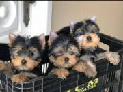 Tiny Yorkshire Terrier Puppies Seeking Loving Homes