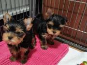 Playful Yorkshire Terrier Puppies Available