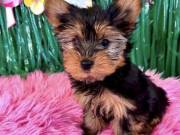 Healthy-Looking Yorkie Puppies with Wonderful Personalities