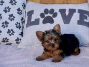 Tiny Yorkies Ready for Their Forever Families