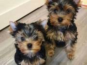 Beautiful Yorkie Puppies Full of Personality