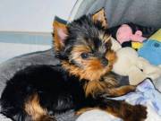 Friendly Yorkie Puppies Looking for Loving Owners