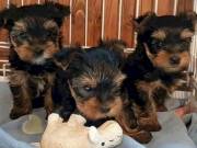 Yorkshire Terrier Puppies Ready to Bring Joy