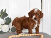 Our beautiful male and female Toy poodle