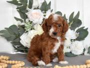 Two Poodles Puppies Needs a New Family
