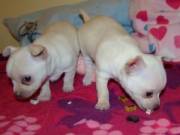Chiweenie puppies for adoption near me