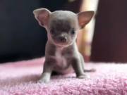 Chihuahua puppies for sale 