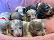 Adorable chiweenie puppies ready for adoption