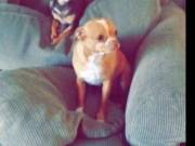 well trained chiweenie puppies ready for adoption