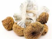 Texas Yellow Caps Magic Mushrooms